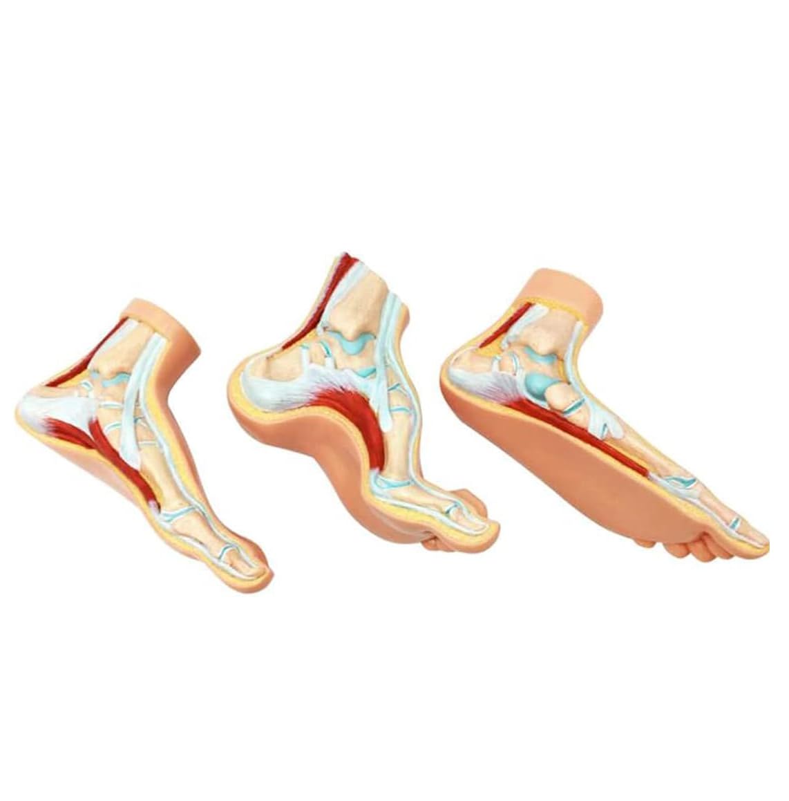 GTHTUHFD Human Foot Model,3 Foot Muscle Anatomy Model, Human Foot Podiatry Model, Normal Foot Anatomy, Flat Foot And High It Foot Skeleton Model