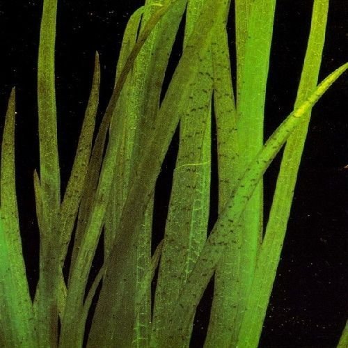 Vallisneria, 5 piante acquatiche