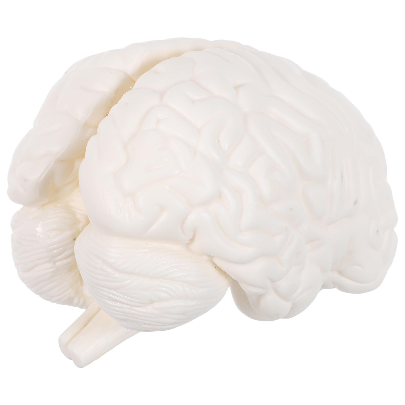 Modello Anatomico Cervello Dettagli Realistici, 3 Parti Smontabili, Materiale Durevole, Strumento per Studio Biologia e Ricerca Medica