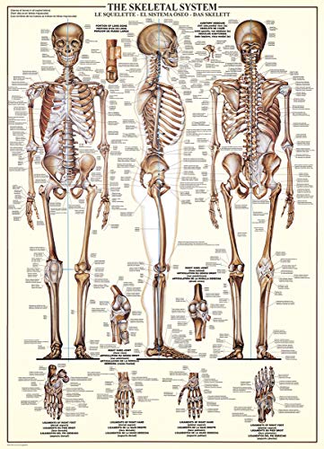 Eurographics EG60003970 Skeletal System thumb #1