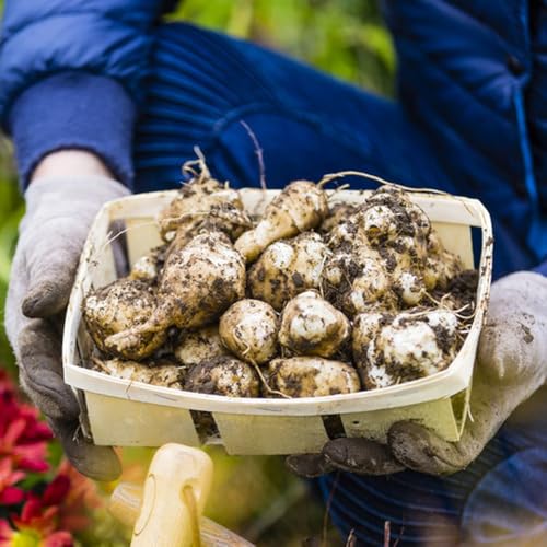 10Bulbos Tubérculos de alcachofa de Jerusalén para de invierno, resistentes para el jardín, Tubérculos de alcachofa de Jerusalén Comprar