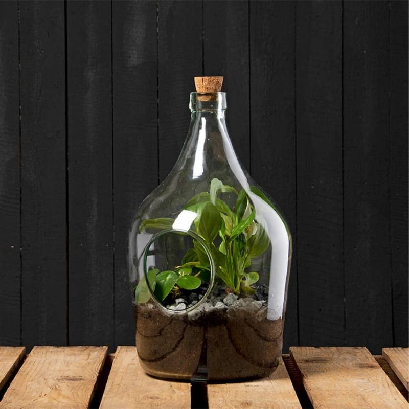 Bouteille terrarium 5 Litres