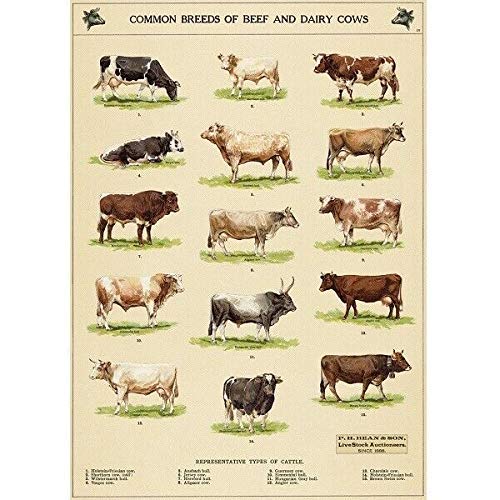 Common Breeds of Beef and Dairy Cows Educational Cat Iron Painting Tin Sign Bar Pub Garage Diner Cafe Home Wall Decor Home Decor Art Poster Retro Vintage Metal Tin Sign 6x8 Inch