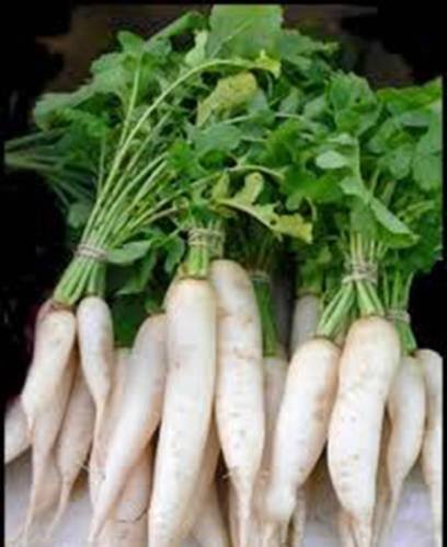 Rábano | Semillas Daikon para plantar: 500 Semillas - Japanese Minowase Heirloom Organic Non-GMO