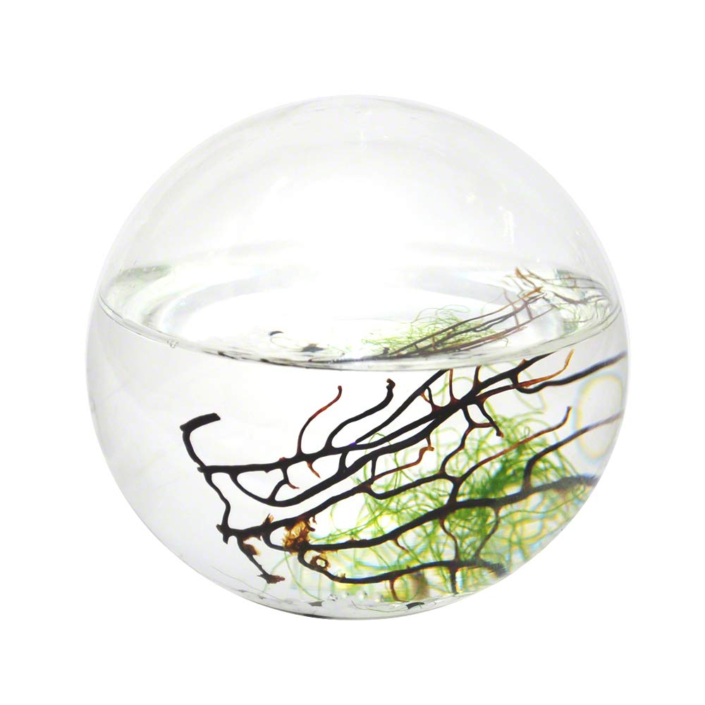 EcoSphere geschlossenes Aquatisches Ökosystem, Kugel 10cm