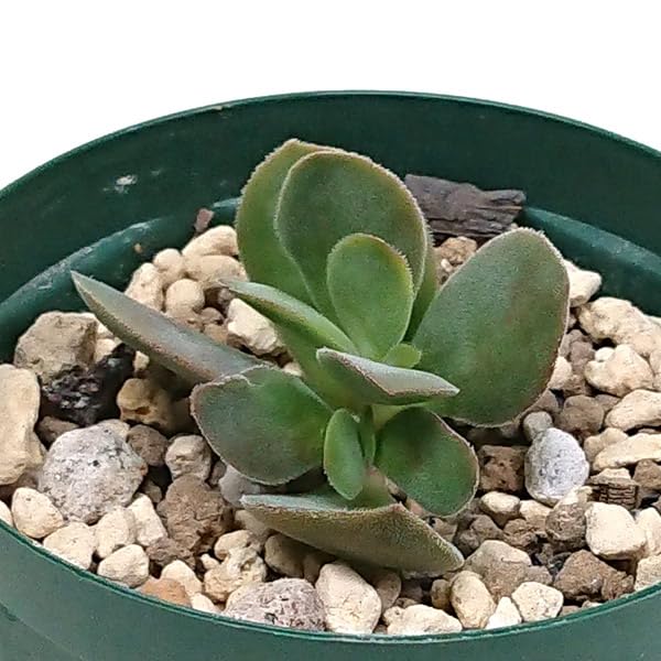 希少　レア品種　多肉植物　クラッスラ　『ネモロサ』　1カット(根っこ有りません) クラッスラ ネモロサ 花付き レア多肉 最後 - メルカリ