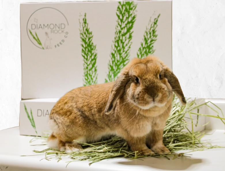 Diamond Rock Feed Timothy Hay 2nd Cutting Hay, Ideal for Rabbits, Guinea Pigs, Chinchillas, Mice, Rats and Hamsters, High Fat and Protein Content - 5 pounds