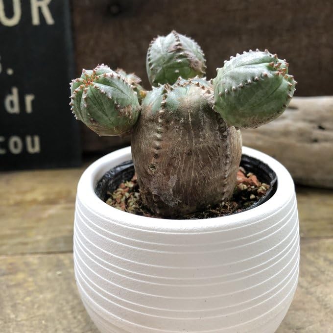 Amazon｜オベサブロー 子株いっぱい ユーフォルビア 多肉植物｜観葉
