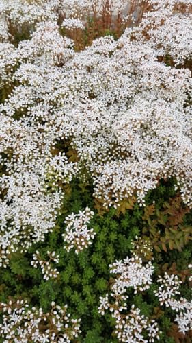 Sedum album 'Coral Carpet' / Orpin blanc/Succulente
