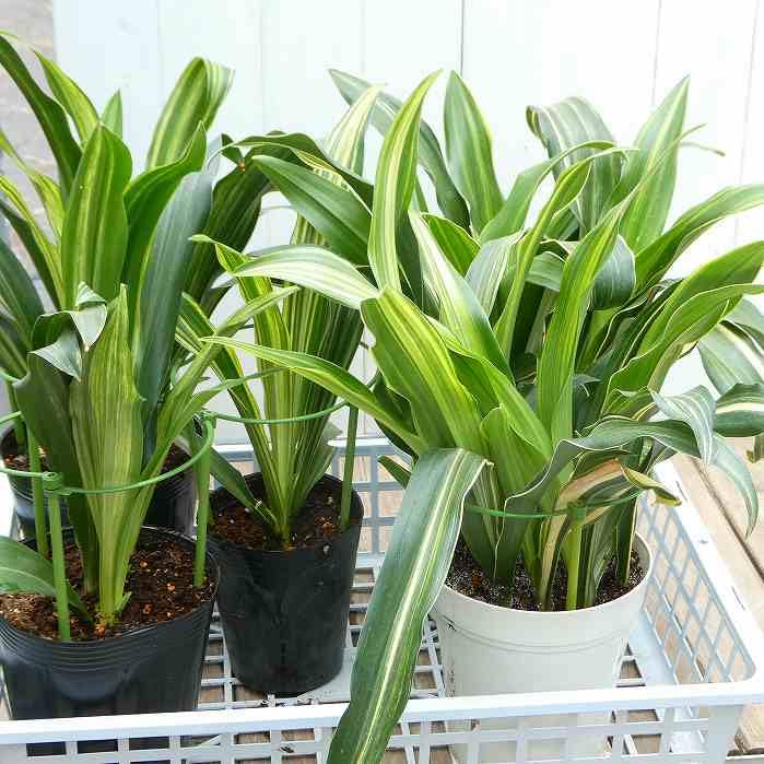 Amazon.co.jp: オモト 万年青 5号 斑入り 現品4 観葉植物 室内用