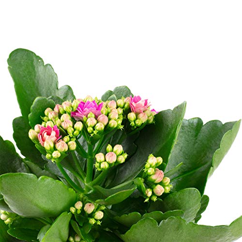 Flammendes Käthchen gefüllt, lila - echte Zimmerpflanze, Kalanchoe blossfeldiana - Höhe ca. 20 cm, Topf-Ø 10,5 cm - Image 3