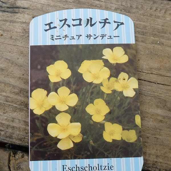 Amazon.co.jp: 花菱草 苗 エスコルチア ミニチュアサンデュー 3.5号