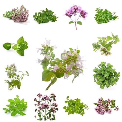 semillas de orégano orgánico, interior en resistentes de invierno, aromáticas Cocina 200pcs