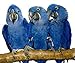 Polly