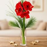 Echte rote Amaryllis - Großblütig - Dekoriert mit Kiefernzweig und feinen Gräsern - Inklusive Grußkarte # Weihnachten # Advent