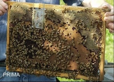 GABBIETTA VAR-Control MOZZATO per Blocco COVATA - ANTIVARROA - Apicoltura 10 gabbiette