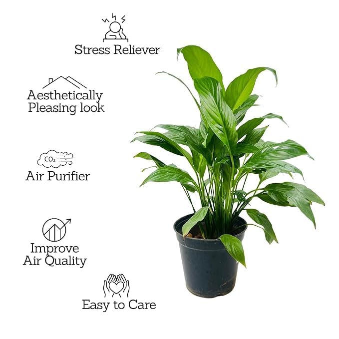 Image of Live Peace lily Flowers original Live Plant with Pot, Air Purifying Plant, Indoor Plants for Living Room, Gifting, Bedroom, Garden,Home Decor (Pece lily Flower Plant) (PECE LILY SINGLE PACK)