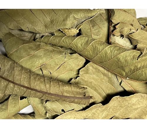 Hojas de guayaba verde | secas | Decoración | 1 litro | Terrario para serpientes, ranas, caracoles de ágata, tortugas