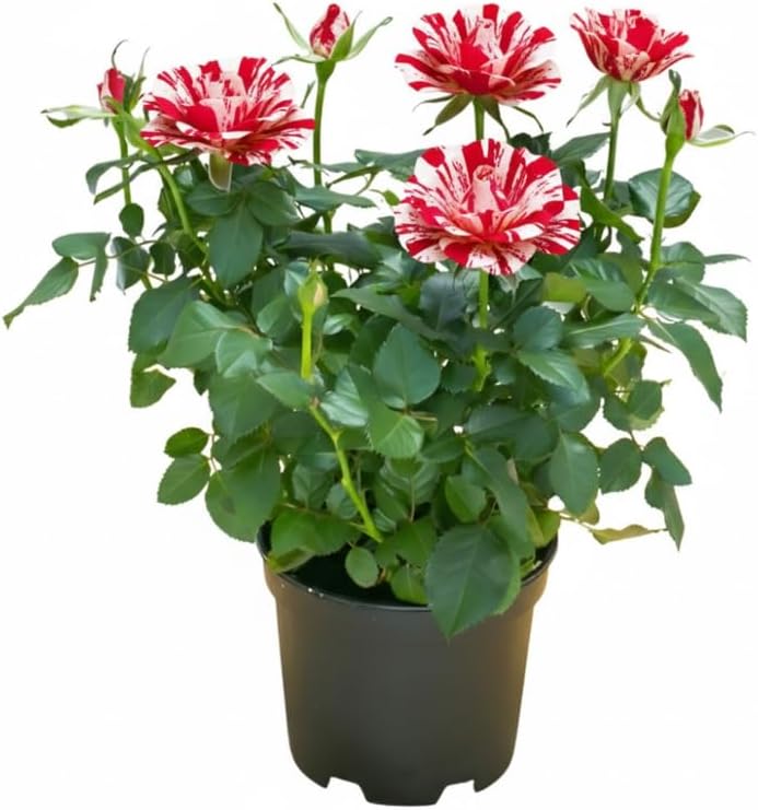 Mini rosa roja y rosa, rosa en miniatura en maceta de 3 pulgadas, planta con flores para interiores y exteriores, rosa viva compacta para regalos y