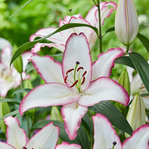 Rizomas de lirio Fragancia exquisita. perenne. Adaptable.Puro amor. Resistente al frío.-6 Rizoma-D