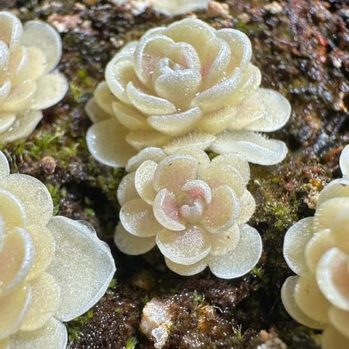 Semillas de plantas carnívoras de Butterwort, plantas perennes resistentes Semillas de plantas de butterwort, Pinguicula vulgaris, semillas de plantas de interior semillas de plantas, 350pcs