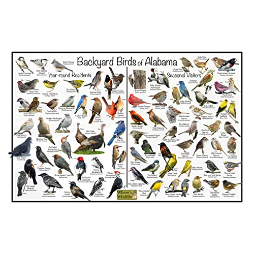 Where's Wildlife Backyard Birds of Alabama Bird Identification Poster Divided into Year-round Residents and Seasonal Visitors - Birdwatching Nature Chart (8' x 12')
