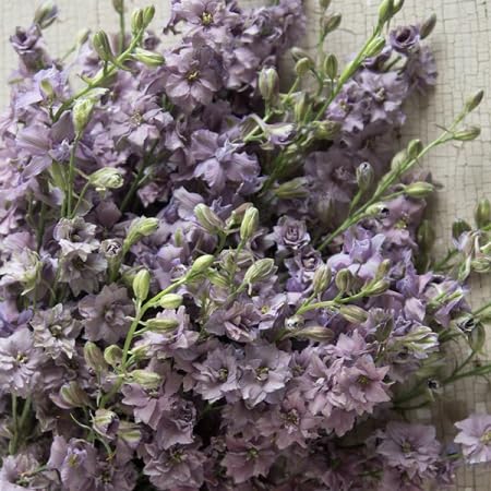 Amazon.com : Gardening Treasures: 40 Larkspur Misty Lavender/Earl Grey  Seeds : Patio, Lawn & Garden