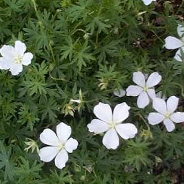 12 unità Geranium Sanguineum 'Album' - Cranesbill Insanguinato Vaso 9x9cm ±1 m² - Geranio con Fiori Bianchi per Giardini