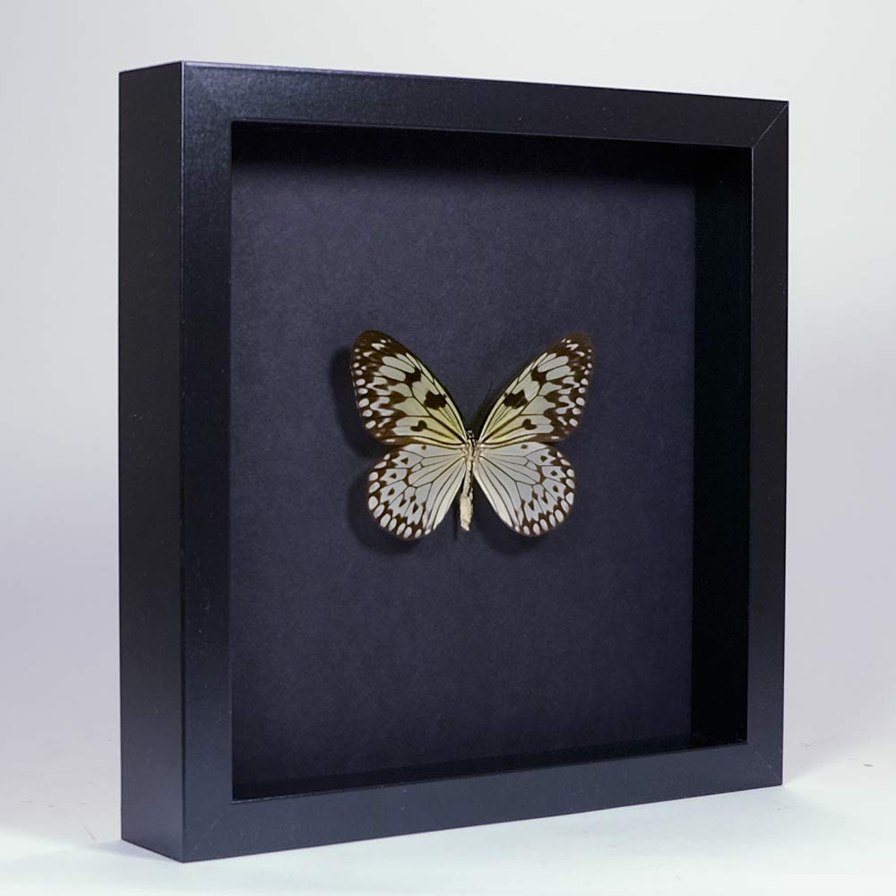 De Museumwinkel.com Idea leuconoe obscura – Large Tree Nymph – Real Taxidermy Butterfly Mounted Under Glass in Handmade Elegant Black Wooden Frame