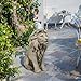 LC LCdecohome Garden Outdoor Statues Lion Statue – 20Inch Garden Decor Statue Antique Lion Stone with Long Hair Outdoor Indoor Figurine Gift Decoration for Home Décor Patio Yard 20 * 9.5 * 19.5 inch
