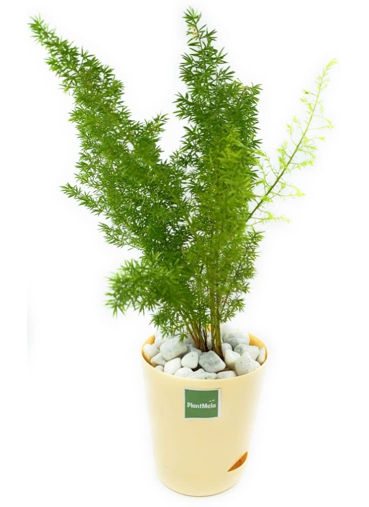See full amazon price history chart for PlantMela Indoor Thuja with Self Watering Pot (Peach) PlantMela Indoor Thuja with Self Watering Pot (Peach) (B0BHP2ZXSP) Amazon Price History, Amazon Price Tracker