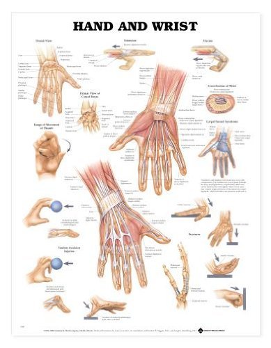 Hand Wrist Anatomical Chart