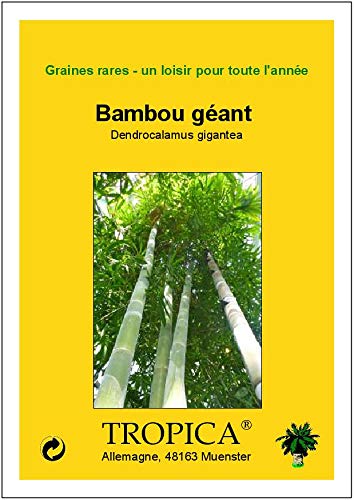 TROPICA - Bambù gigante (Dendrocalamus gigantea)