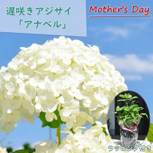 Amazon.co.jp: 6号サイズ1鉢母の日鉢花 アナベル苗 紫陽花アナベル 花