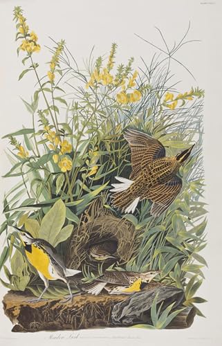 Cuadro de John Audubon pintura decorativa para el diseño de la sala de estar