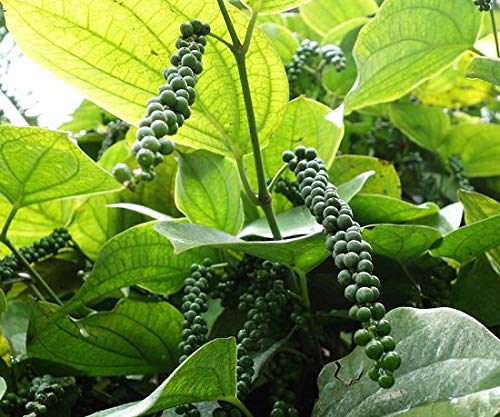 Aiden Gardens Live Plant Dwarf Bush Black Pepper Spice Plant (Piper Nigrum) 1 Live Plant (B095X56DHV) Amazon Price History, Amazon Price Tracker