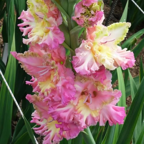 Bulbos de gladiolos, perennes resistentes plantas de balcón, plantas de exterior Plantas resistentes para exterior, regalos para los amantes de la jardinería. Maceta de bonsái, plantas 6pcs