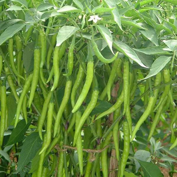 See full amazon price history chart for Udanta Vegetable Seeds | Mirch – Green Chilli F1 Hybrid Seeds Pack Of 20 Seeds By (Live Green Updated) Udanta Vegetable Seeds | Mirch – Green Chilli F1 Hybrid Seeds Pack Of 20 Seeds By (Live Green Updated) (B09ZVHNSRN) Amazon Price History, Amazon Price Tracker