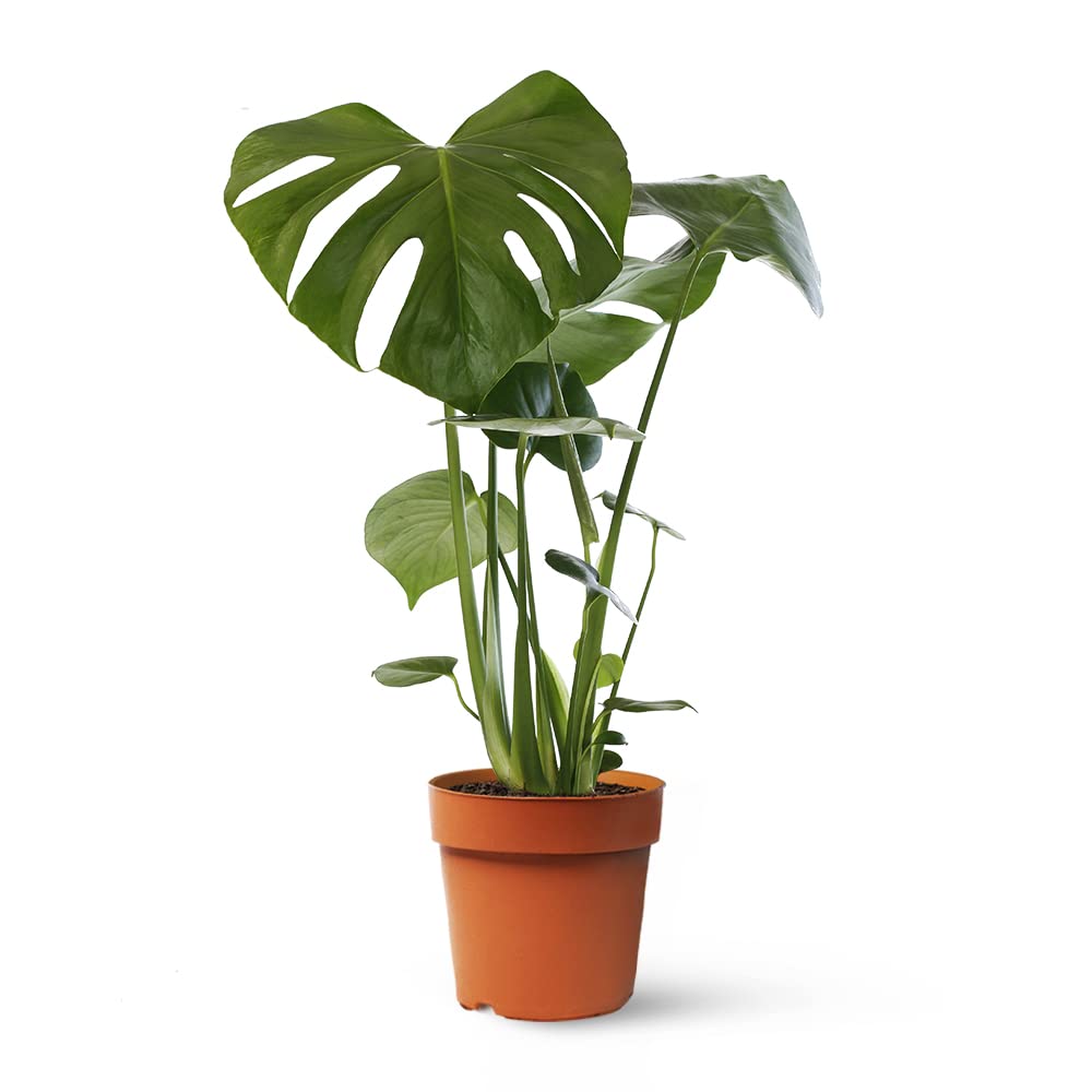 Monstera Deliciosa o Costilla de Adán | Planta natural de interior estilo tropical con altura 55-65 cm - Maceta del 17ø | April Plants