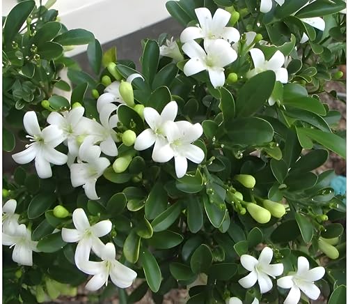 Madhu Kamini Live Plant, Evergreen Fragrant White Flower, Indoor Outdoor, Green, Organic, 30-46 cm