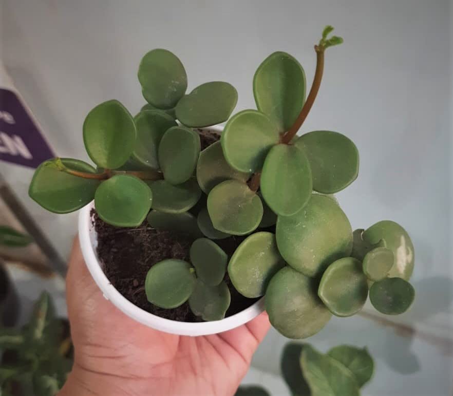 Pedpoudhe Peperomia Hope Indoor Rare Plant (B0BNXNN9N3) Amazon Price History, Amazon Price Tracker