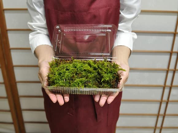 Amazon.co.jp: 盆栽妙 這苔パック はいごけ ハイゴケ 苔リウム