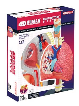 Tedco Toys 26082 4D Human Anatomy Respiratory System Model