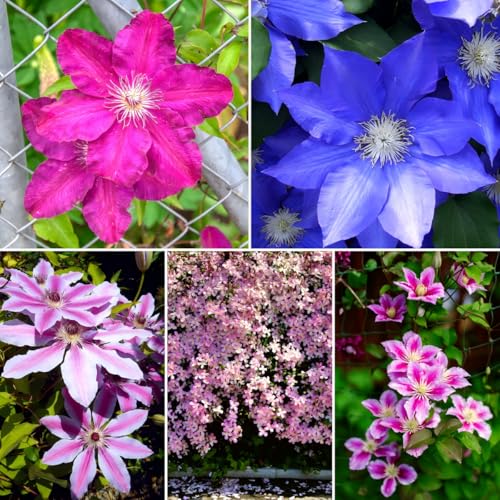 CarpetC 50+ Clematis Seeds for Planting, Perennial Flowering Vine, Long Blooming Heirloom Climber...