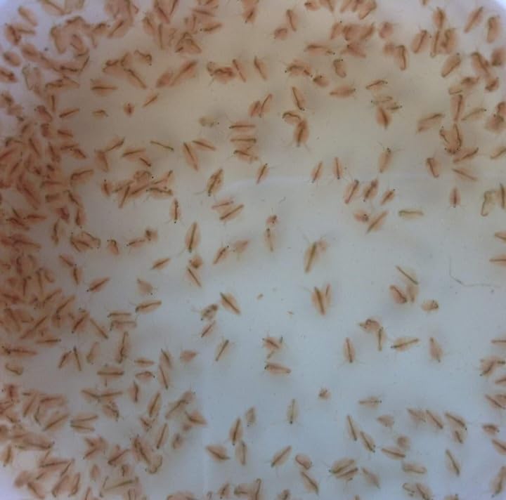 250+ Freshwater Water Daphnia-Great Feeder for Your Freshwater Life and AXOLOTS OR Cleaner for Your Tank-Please See Our Shipping/Return POLICLY