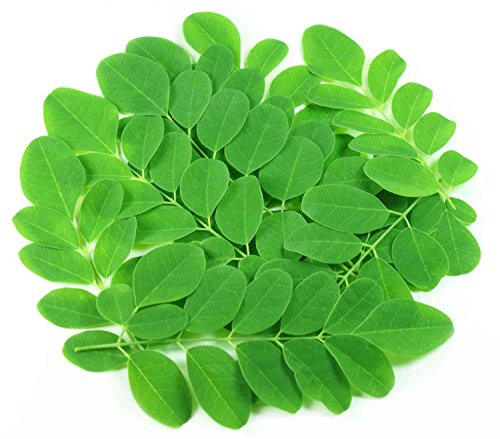 Asklepios-seeds® - 25kg Moringa Oleifera Seeds Horseradish Tree, Drumstick Tree