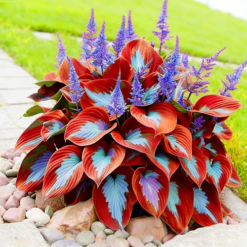 Hosta noble de qualité supérieure pour une décoration extérieure raffinée aux lignes pures