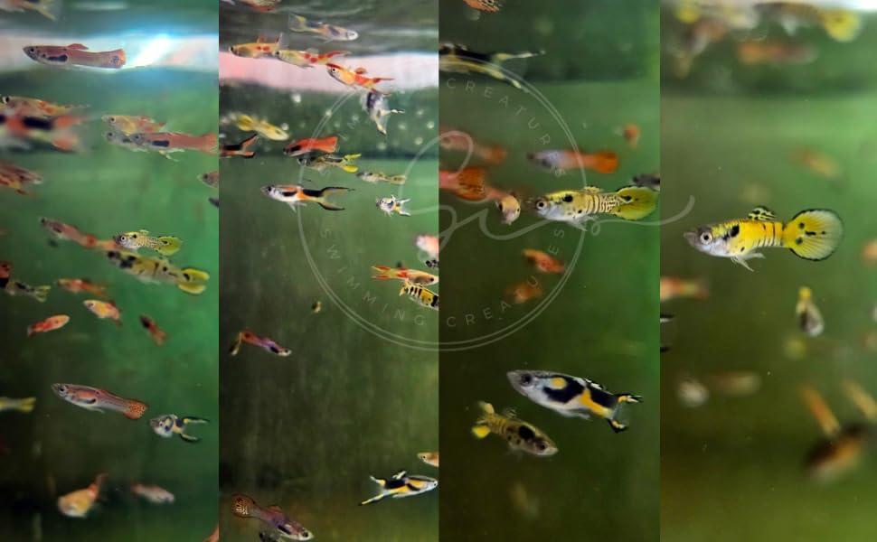 Swimming Creatures™  Mixed Endler's Livebearer (Poecilia wingei) Live Tropical Freshwater Aquarium Fish (12 Pack)