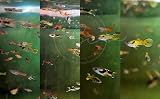 Swimming Creatures™  Mixed Endler's Livebearer (Poecilia wingei) Live Tropical Freshwater Aquarium Fish (12 Pack)