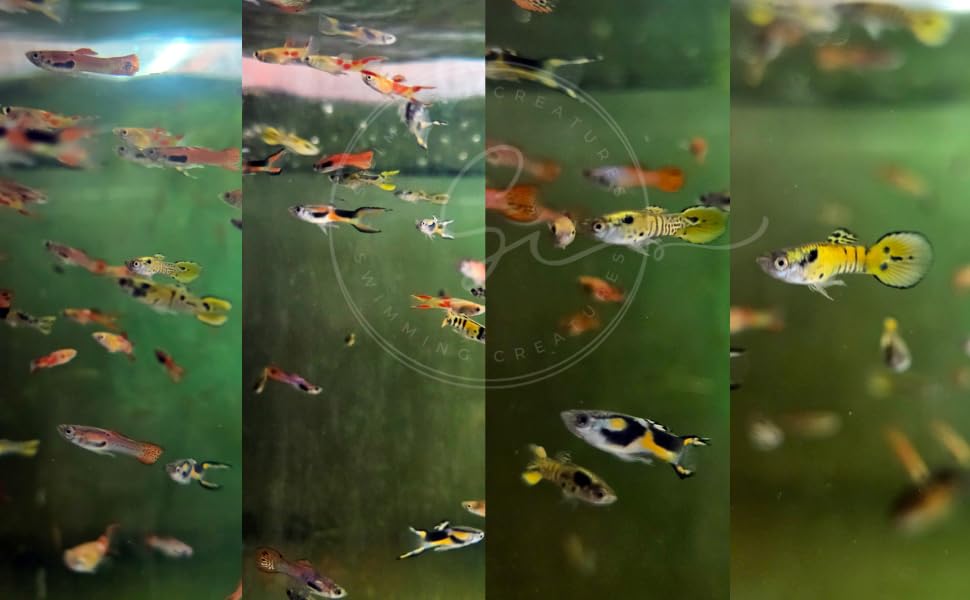 Swimming Creatures™  Mixed Endler's Livebearer (Poecilia wingei) Live Tropical Freshwater Aquarium Fish (12 Pack)